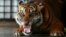 A Sumatran tiger growls at the Sumatra Tiger Rescue Center compound, inside Tambling Wildlife Nature Conservation (TWNC), near Bandar Lampung, the southern tip of Sumatra island, Feb. 25, 2013. 