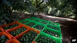 Panen alpukat di perkebunan di Michoacan, Meksiko. (Foto: Dok)