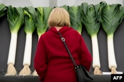 A woman looks at leeks in England's National Leek Championships in 2015.