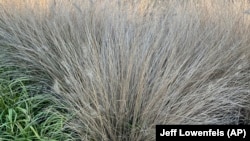 Jeff Lowenfels writes that clumps of African fountain grass can be used to replace standard lawn grass. Tall, clumping grasses are ideal for reducing the size of lawns, a worthy goal this year. (Jeff Lowenfels via AP)