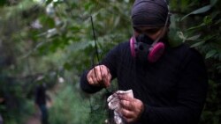 A researcher for Brazil's state-run Fiocruz Institute sets up a net for ensnaring bats in the Atlantic Forest at Pedra Branca state park, near Rio de Janeiro, Tuesday, Nov. 17, 2020. (AP Photo/Silvia Izquierdo)