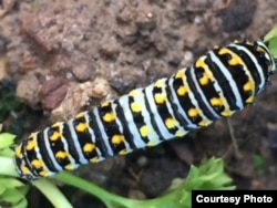 A Black Swallowtail caterpillar nibbles on parsley, a favorite meal. (Photo: B. Dennee)