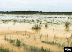 ដីទំនេរ​នៅ​តំបន់ ៣ ដែល​កំពុង​មាន​ភាពចម្រូង​ចម្រាស​នៃការ​អភិរក្ស​ និង​ការ​ផ្តល់​ជូន​ពលរដ្ឋ​ឱ្យ​អាស្រ័យផលកសិកម្ម​។​ (ហ៊ុល រស្មី/វីអូអេ)