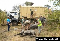 Elephants are medicated and moved to an area with more water. Climate change replace poaching as the biggest threat to wildlife. (AP Photo)