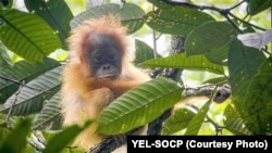 Bayi Orangutan Tapanuli (Pongo Tapanuliensis). (Foto: YEL-SOCP).