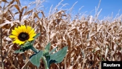 Ladang jagung di kawasan pertanian Farmersville, negara bagian Texas gagal panen akibat kekeringan dan gelombang panas.