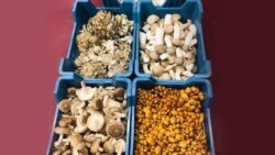 እንጉዳይ እንድ ስጋ ፦ ቆይታ ከእንጉዳይ አምራቹ ወጣት ጋር