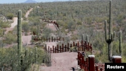 The vehicle barrier on the U.S.- Mexico border weaves around Saguaro cactus in the Sonoran desert on the Tohono O'odham reservation in Chukut Kuk, Arizona, April 6, 2017.