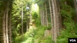 红木森林中的缆车有如小甲虫(美国之音国符拍摄）