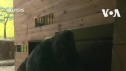 Generatori za gorilu Tonija i životinje kijevskog Zoo vrta