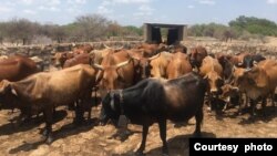 Inkomo "sezithengwa" ngamasaka omumbu eMatabeleland North okulendlala eyesabekayo. (VOA)