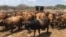 Inkomo "sezithengwa" ngamasaka omumbu eMatabeleland North okulendlala eyesabekayo. (VOA)