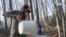 Harvesting Birch Sap