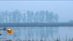 یوکرین جنگ سے پرندے بھی پریشان