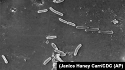 FILE - This scanning electron microscope image made available by the Centers for Disease Control and Prevention shows rod-shaped Pseudomonas aeruginosa bacteria. Investigators have detected the bacteria in open bottles of EzriCare Artificial Tears. 