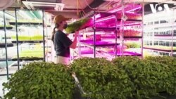 ურბანული ფერმერობა