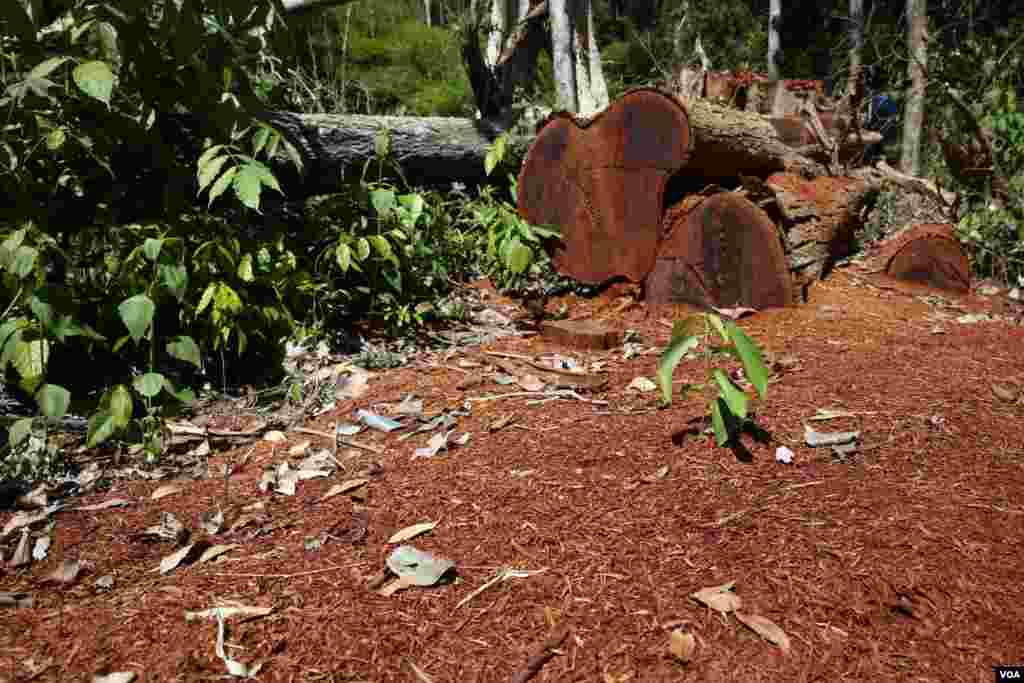 ដើម​ឈើ​ដែល​ត្រូវ​បាន​លួច​កាត់​ នៅ​ក្នុង​ស្រុក​អណ្តូង​មាស​ ខេត្ត​រតនគិរី​ ហើយ​ត្រូវ​បាន​ឃាត់​ទុក​នៅ​ក្នុង​ព្រៃ​ដោយ​ជន​ជាតិ​ដើម​ភាគ​តិច​ដែល​រស់​នៅ​ភូមិ​ក្បែរ​នោះ​ ​នៅ​​ថ្ងៃ​ទី​២ ខែ​ធ្នូ​ ឆ្នាំ​២០១៥។ (នូវ​ ពៅ​លក្ខិណា/VOA)