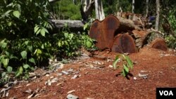 Cut timber was found in a forest in Ratanakiri province, Cambodia, December 2015. (Nov Povleakhena/VOA Khmer) 