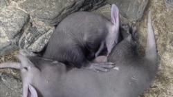 นักวิจัยสมิธโซเนี่ยนวิเคราะห์น้ำนมสัตว์หายากเพื่อคิดค้นน้ำนมเทียม