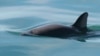 Little Progress in Effort to Save Vaquita