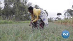 Agromovil App Connects Small Farmers With Buyers