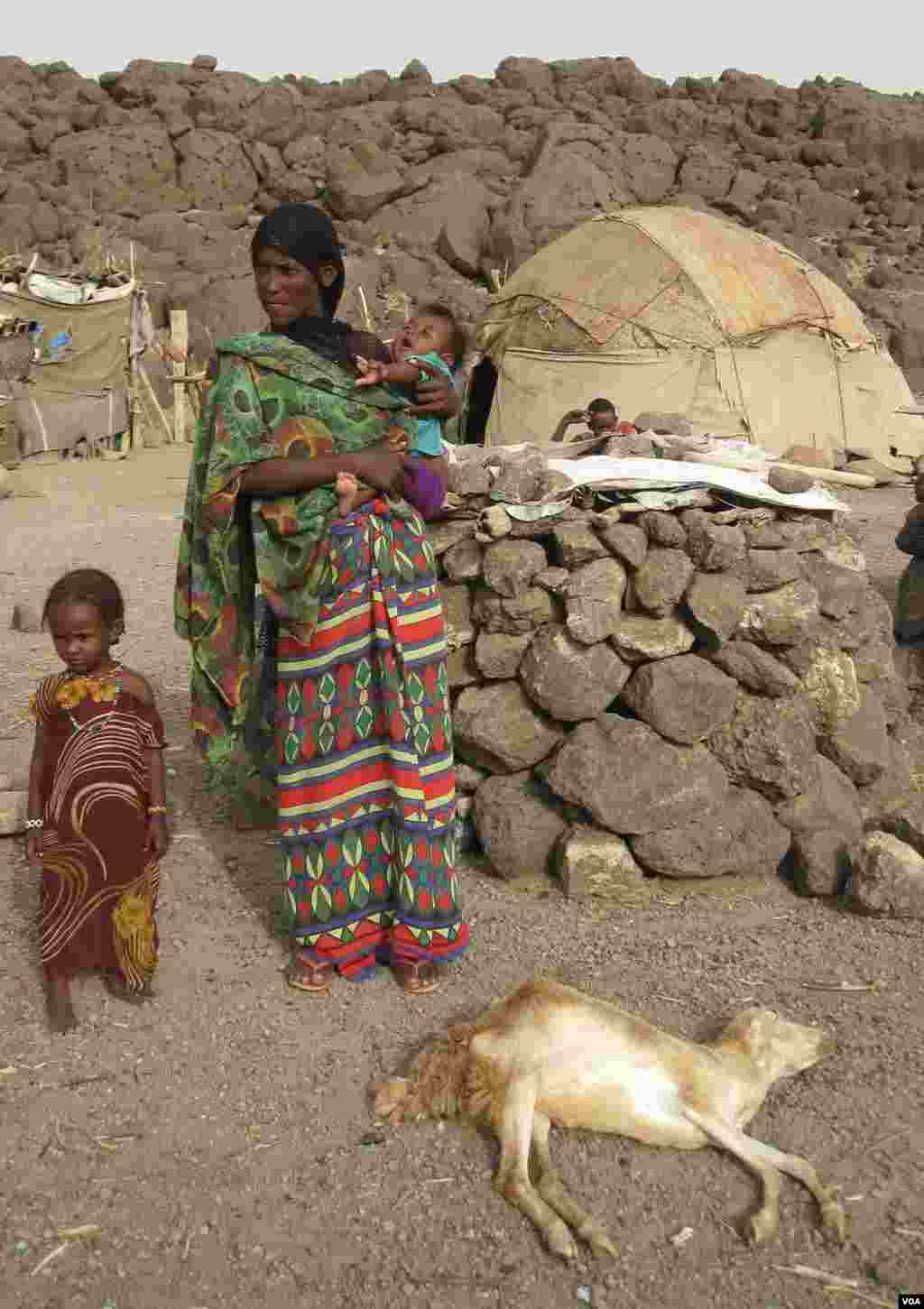 በአፋር የተከሰተው የዝናብ እጥረት ያስከተለው ጉዳት-ከአፋር ክልል ሚሌ ወረዳ ሀርሲስ ቀበሌ 