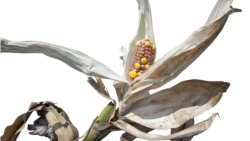 የድርቁ ገፅታ በምዕራብ አርሲ