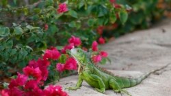 ຮຽນຄຊາສັບພາສາອັງກິດໃນຂ່າວ Benefits ແປວ່າ ປະໂຫຍດ ຫຼື ຜົນປະໂຫຍດ