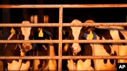 资料照片：2024年4月1日，缅因州克林顿一个农场的奶牛。（美联社照片）