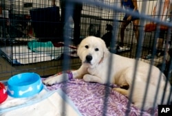 Pearl, a Great Pyrenees that was one of the animals rescued from an animal shelter in Carteret County, N.C., looks out from her cage in the Holshouser Building on the N.C. State Fairgrounds in Raleigh, Sept. 17, 2018.