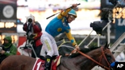 Jockey Victor Espinoza celebrates on American Pharoah after winning the Preakness Stakes in Baltimore, May 2015.(AP Photo/Brynn Anderson)