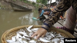 People clean fish on the Mekong riverbank in Phnom Penh December 9, 2011.