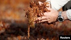 In the Argentina's Patagonia region a massive network of peat bogs quietly stores thousands of gallons of fresh glacial water and helps regulate global climate change by containing more carbon per acre than most wooded forests, (File photo).