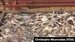Le poisson Ndagale (VOA/ Christophe Nkurunziza)