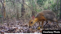Photo of a silver-backed chevrotain. (Southern Institute of Ecology/Global Wildlife Conservation/Leibniz Institute for Zoo and Wildlife Research/NCNP)