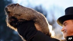 FILE - Groundhog Club co-handler John Griffiths holds Punxsutawney Phil during the annual celebration of Groundhog Day on Gobbler's Knob in Punxsutawney, Pa., Feb. 2, 2016. The handlers say the furry rodent has failed to see his shadow, meaning he's "predicted" 
