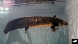 میتھوسیلہ کو تازہ انجیر بہت پسند ہیں ، تاہم اس کی خوراک میں بلیو بیریز، انگور، سلاد، جھینگے اور مچھلیاں بھی شامل ہیں