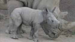 San Diego Zoo Welcomes Endangered Baby Rhino