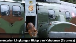 Setelah dilepasliarkan di salah satu kawasan konservasi di Sumatera Barat pertengahan Oktober lalu, harimau Sumatera berjenis kelamin betina yang diberi nama “Putri Singgulung” dipastikan telah beradaptasi dengan habitat barunya. 