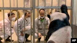 Ahli Panda China, Wei Ming (kiri) dan Wu Honglin (tengah) mengamati Tuan Tuan, panda di Kebun Binatang Taipei di Taipei, Taiwan, 2 November 2022. (Kebun Binatang Taipei via AP)