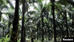 FOTO FILE: Seorang pekerja mengumpulkan buah kelapa sawit di perkebunan kelapa sawit di Slim River, Malaysia 12 Agustus 2021. (REUTERS/Lim Huey Teng/File Foto)