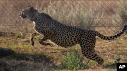 FILE - A cheetah jumps inside a quarantine section before being relocated to India, at a reserve near Bella Bella, South Africa, Sept. 4, 2022.