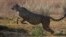 FILE - A cheetah jumps inside a quarantine section before being relocated to India, at a reserve near Bella Bella, South Africa, Sept. 4, 2022.
