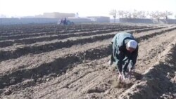 کوکنار یې بندل کړل خو په بدل کې یې هیڅ مرسته ونشوه – د کندهار کروندګر 