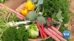 Exotic Vegetables Bloom in India's Desert State of Rajasthan 