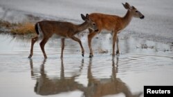 FILE - Endangered Key Deer are pictured in a puddle following Hurricane Irma in Big Pine Key, Florida, U.S., September 25, 2017. (REUTERS/Carlo Allegri/File Photo)