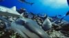 Study: Two Thirds of Reef Sharks and Rays Risk Extinction
