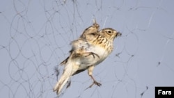 صید غیرقانونی و قاچاق پرندگان در شمال ایران - فارس