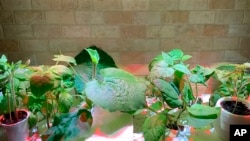 FILE - This March 2021 photo shows various vegetable seedlings maturing indoors under grow lights. (Jessica Damiano via AP)