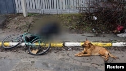 3일 우크라이나 수도 크이우(러시아명 키예프) 인근 도시 부차 거리에서 발견된 민간인 시신 곁에 개가 엎드려있다. 